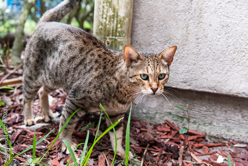 Foto close-up of a watchful savannah cat in its natural habitat.