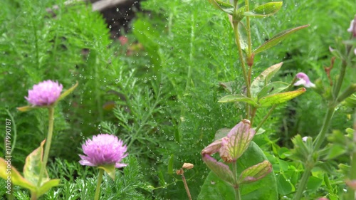 Drops of water on a spider web in the grass after rain