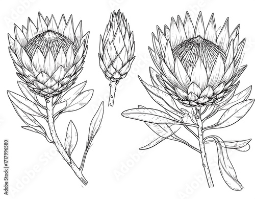 Line art botanical illustration of king protea flowers