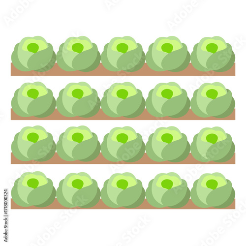 Rows of lettuce growing in neat lines on a transparent background  