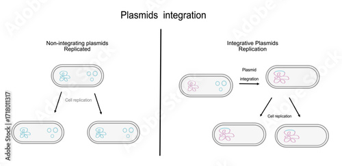 The picture shows a type of plasmid integration into bacterial cell, two type of Integration and Non-integration.