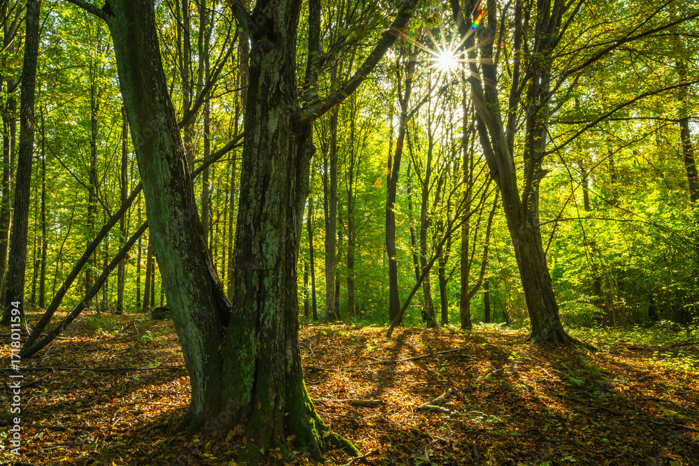 Naklejka premium Sun in the mysterious natural forest