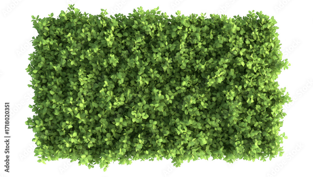 Obraz premium A vibrant. lush green shrubbery covering the ground. with a bright white background. creating a fresh and natural atmosphere. ideal for landscaping or gardening projects