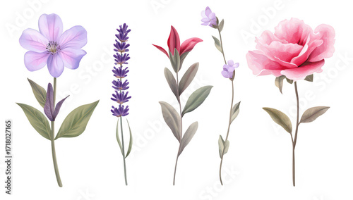 A collection of beautifully illustrated flowers including lavender. a pink rose. and other blossoms. their natural beauty against a clean white background. ideal for botanical designs