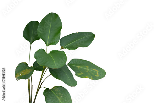 Shady plant isolated on transparency background.