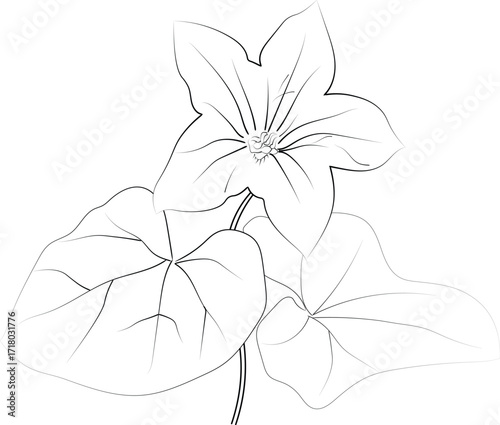 Coloring pages for children, Easy ivy flower line art hand drawing, Illustration sketch,h contour bouquet of artistic ivy flowers hand drawing pencil art, isolated Realistic flower coloring pages