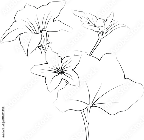 Birth flower vector illustration, beautiful ivy flower wall decor, hand-drawn coloring pages, ivy flower drawing of artistic ivy flower engraved ink art, ivy flower tattoo designs
