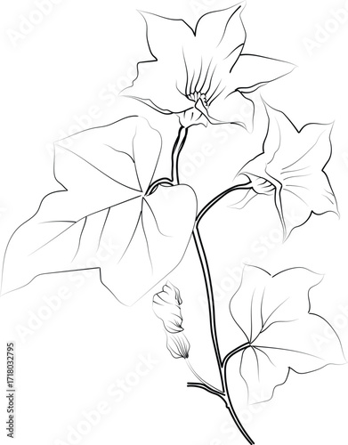 Ivy flower coloring book, hand-drawn botanical spring elements, bouquet of ivy flower line art, coloring page, vector sketch, artistic simplicity doodle art, Easy yellow Honeysuckle flower drawing