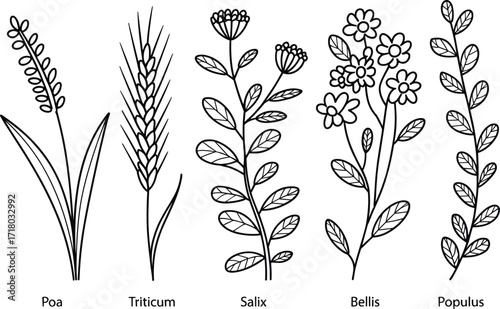 Botanical line art drawings of five different plants with labels Keywords: Poa, Triticum, Salix