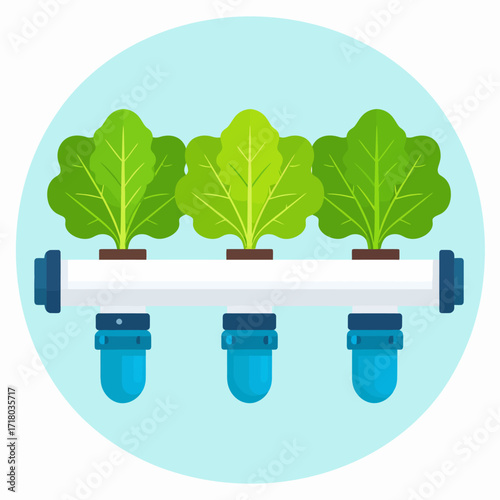 Hydroponic lettuce growing system with three plants in a row, showcasing an innovative approach to agriculture
