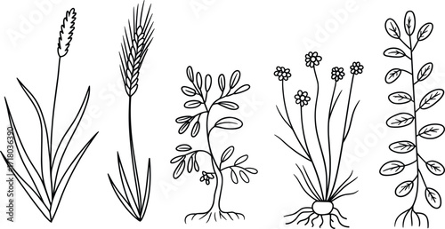 Five distinct plant illustrations with roots in line art style Keywords: plant, botanical