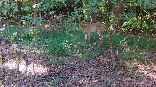 grown up whitetail fawn looking for food in forest