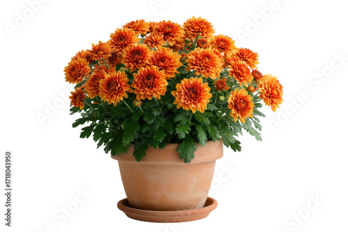 Vibrant orange chrysanthemum flowers blooming beautifully in a terracotta pot against a transparent background