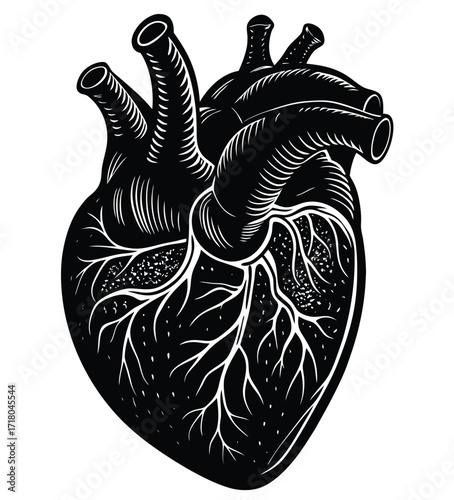 Stylized Anatomical Heart Illustration in Black and White