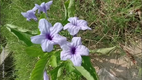 Purple Ruellia Flowers Blooming in the Garden