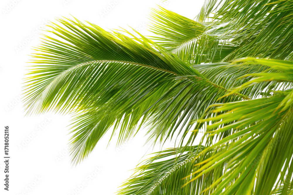 Fototapeta premium Fresh green palm leaves against transparent background providing natural tropical beauty