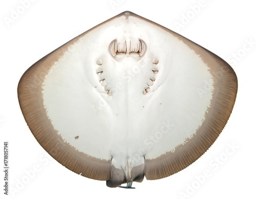 Stingray underside
