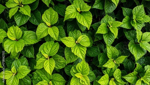 Lush green leaves densely packed
