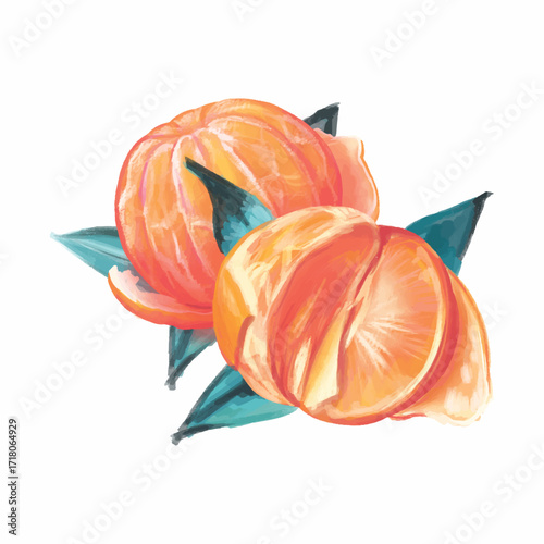 Hand drawn illustration of two peeled mandarin with leaves isolated on white background. Artwork for food blog, citrus products, prints, food packaging.