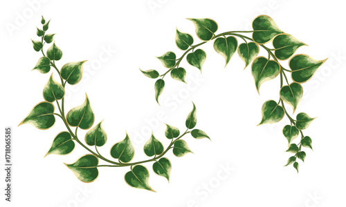 Green ivy vine decorative element isolated on white background -  - Creeper plant vector art