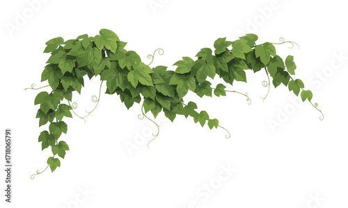 Green grapevine plant with leaves isolated on white background - Creeper plant vector art