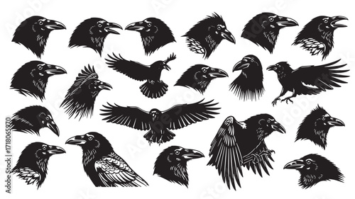 Set of 20 crow heads and bodies Black and white vector illustration Gothic style Isolated on white background