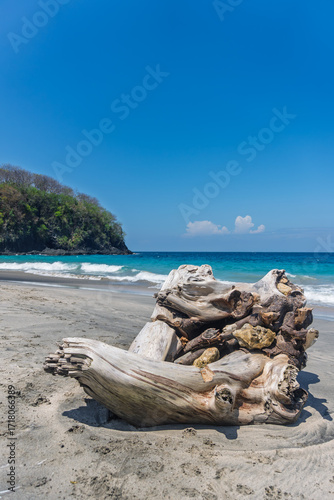 Beautiful driftwood on a secluded white sand Bali beach with turquoise water