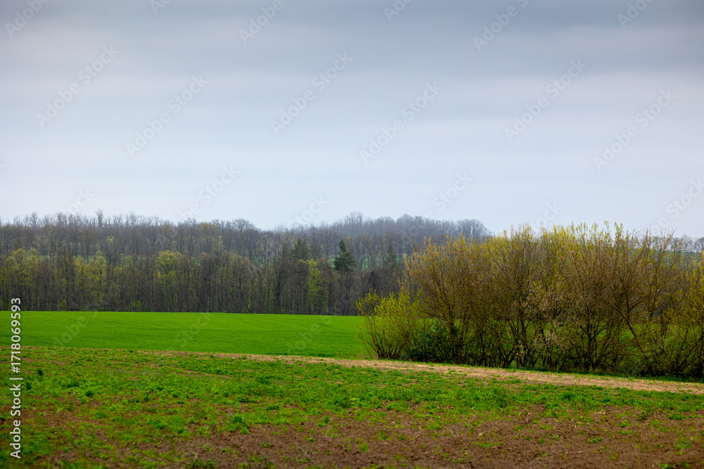 Fototapeta premium Farmland sown with winter cereals on the outskirts of Mliyiv village, Cherkasy region, Ukraine. The photo shows green fields with a dirt road and a windbreak, during spring, late April.