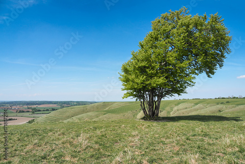 Windswept trees on top of the Iron Age earthworks of Olivers Castle, Wiltshire