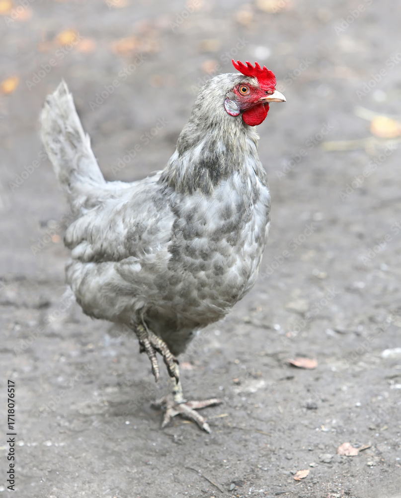 Fototapeta premium Chicken Hen Shooting outdoors, farming village.