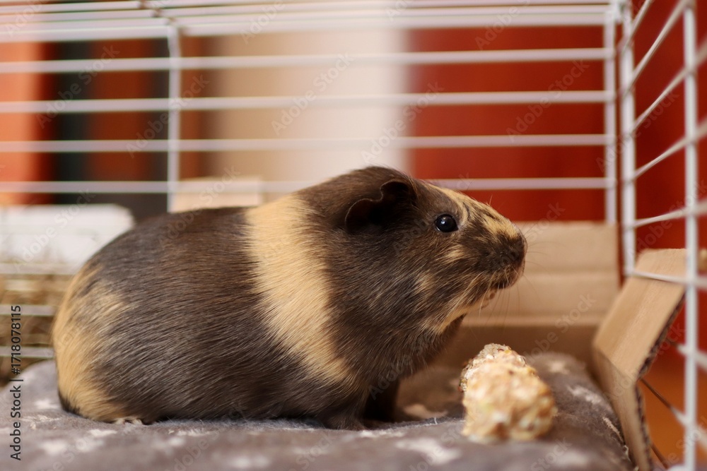 Fototapeta premium Young cute guinea pig is hungry