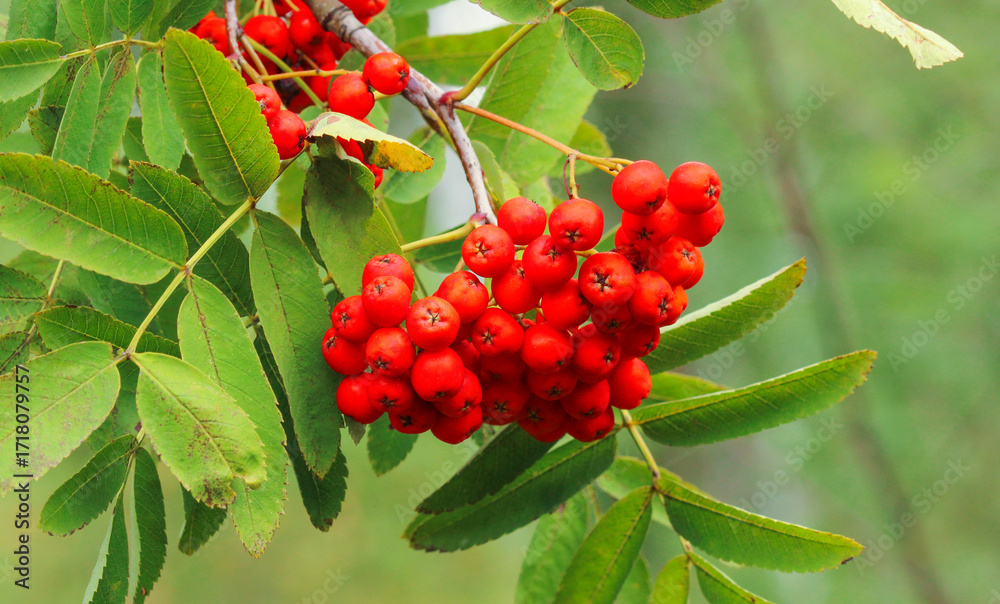 Obraz premium Bunch of rowan berries