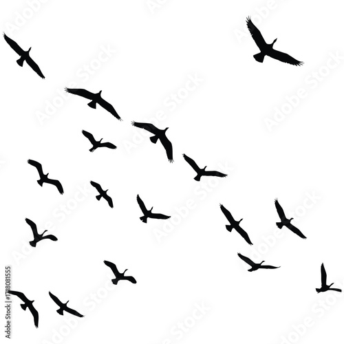 Flock of Birds in Flight.