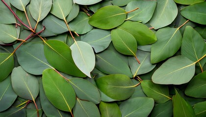 The Nature Eucalyptus Leaves Background