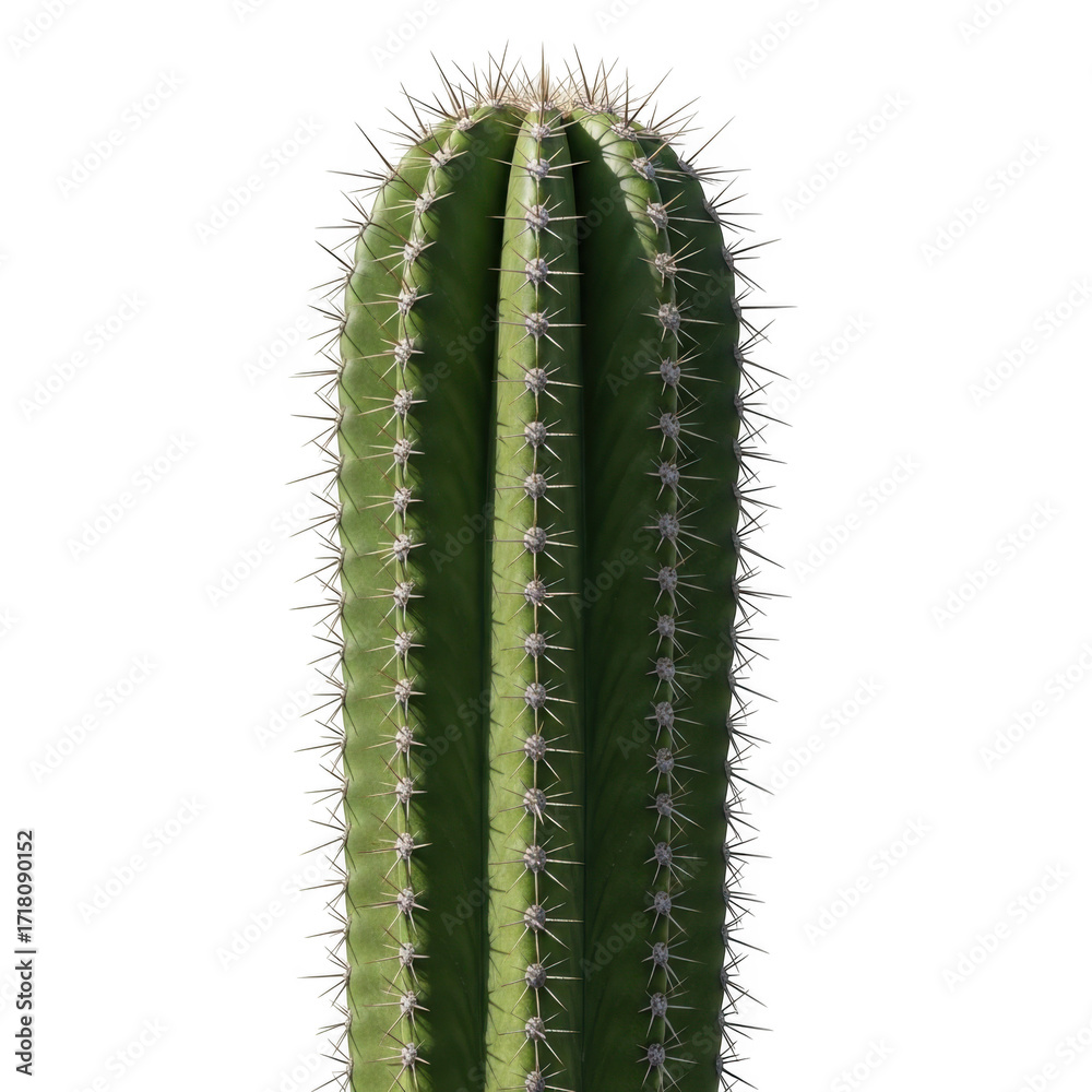 Naklejka premium Green cactus plant isolated on transparent background