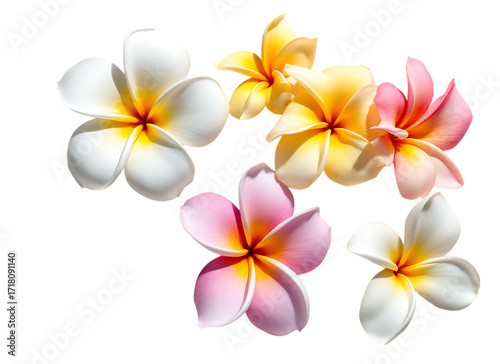 Beautiful arrangement of vibrant plumeria flowers in various colors Isolated on transparent background