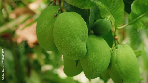 Fresh Green Mangoes Hanging From a Lush Tree in a Bright Tropical Garden