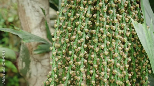 Close-Up Of Banana Plant Inflorescence With Green Buds Hanging In A Lush Garden Scene