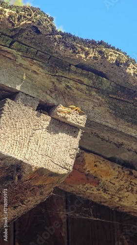 A close-up video of a group of wasps gathered on a weathered wooden beam under a roof, bathed in bright sunlight. Video 4k 