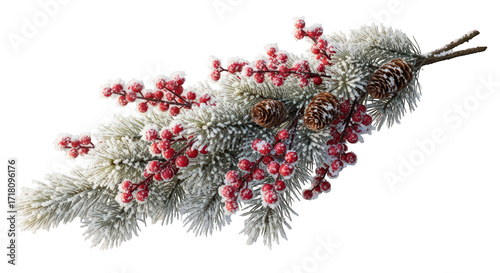 Frosted pine branch with pink berries isolated on black background