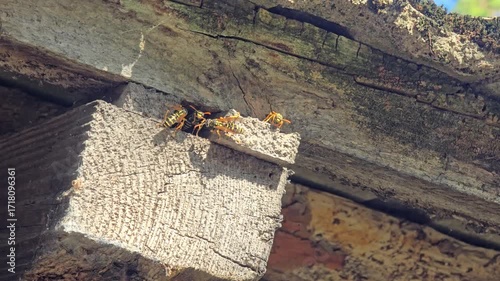 A close-up video of a group of wasps gathered on a weathered wooden beam under a roof, bathed in bright sunlight. Video 4k 