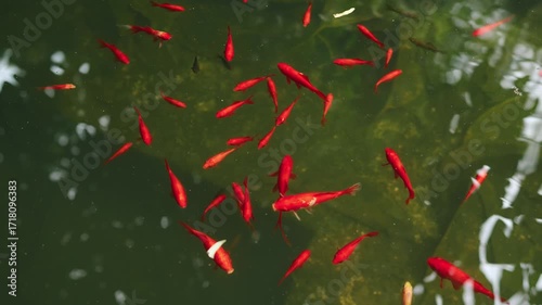 Vibrant Red Koi Fish Swim Gracefully in a Quiet Green Pond Under Soft Light
