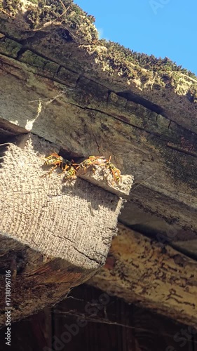A close-up video of a group of wasps gathered on a weathered wooden beam under a roof, bathed in bright sunlight. Video 4k 
