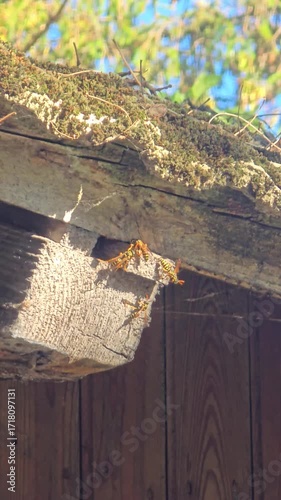 A close-up video of a group of wasps gathered on a weathered wooden beam under a roof, bathed in bright sunlight. Video 4k 