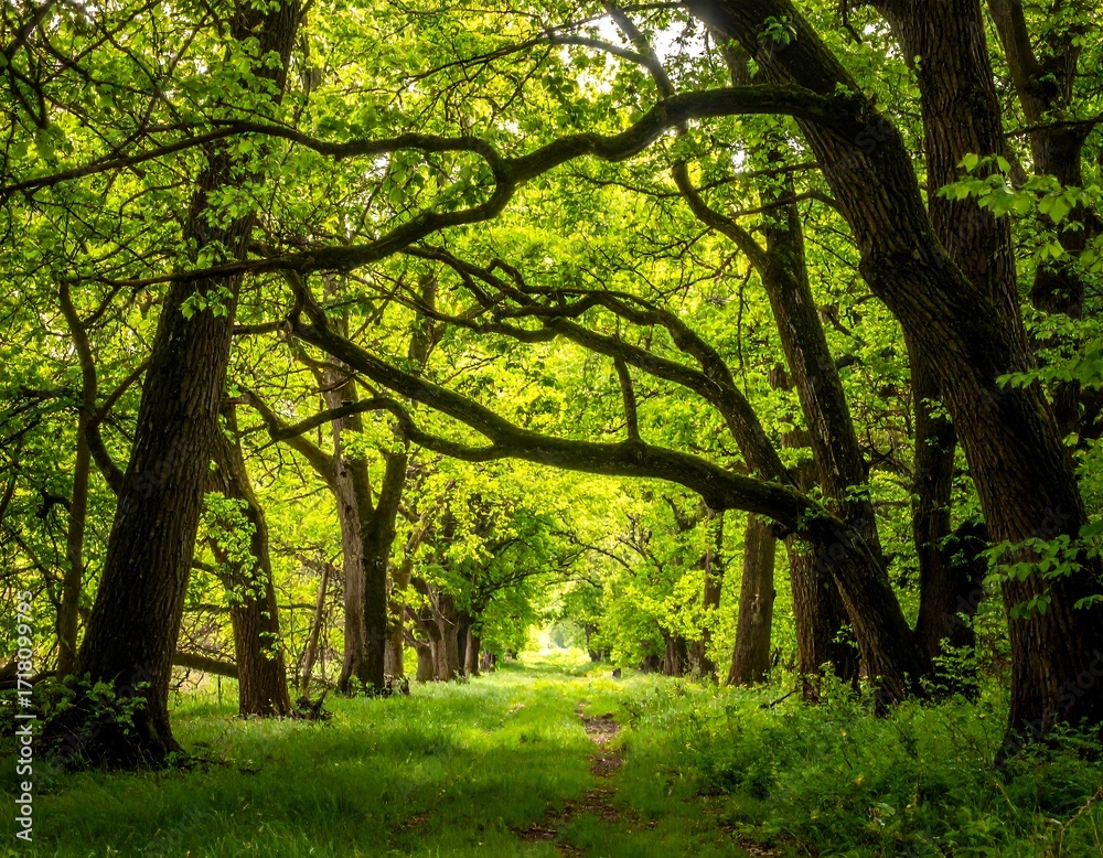 Obraz premium Lush green trees arching over a path