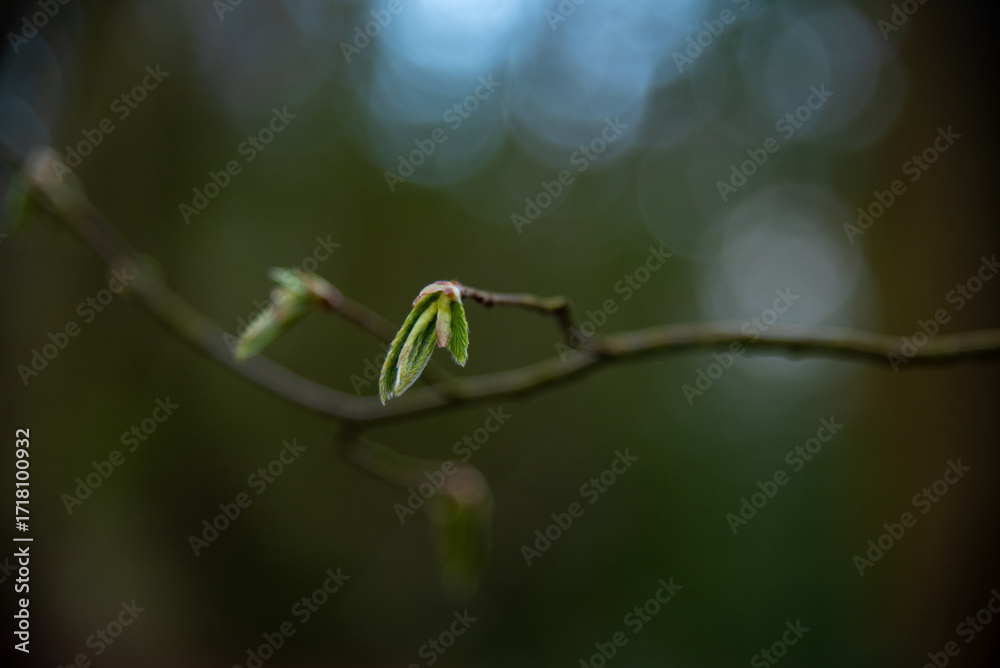 Naklejka premium Leaves growing