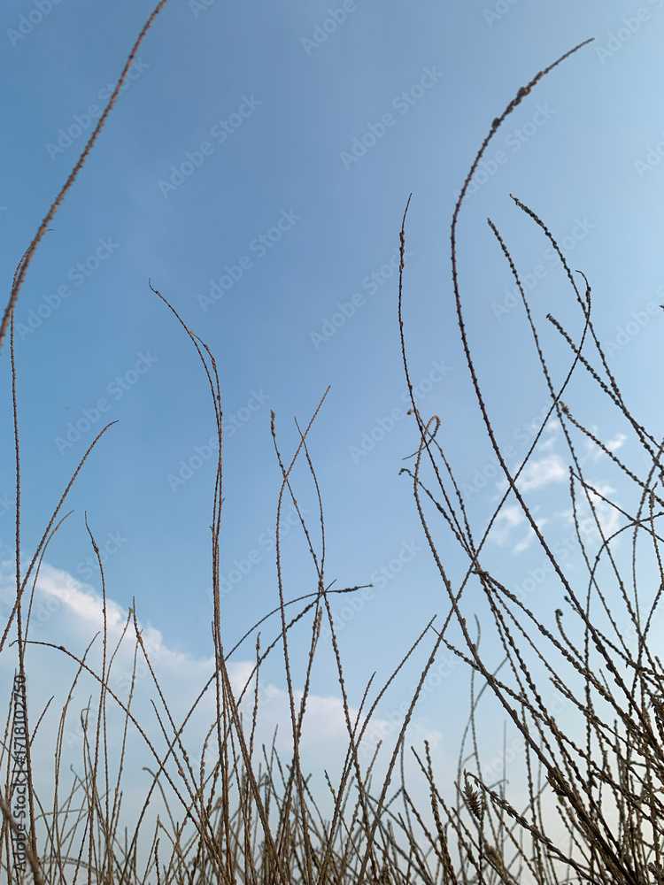 Fototapeta premium Soft evening light falls over tall grass and blossoms, capturing the calm and warmth of twilight in nature.