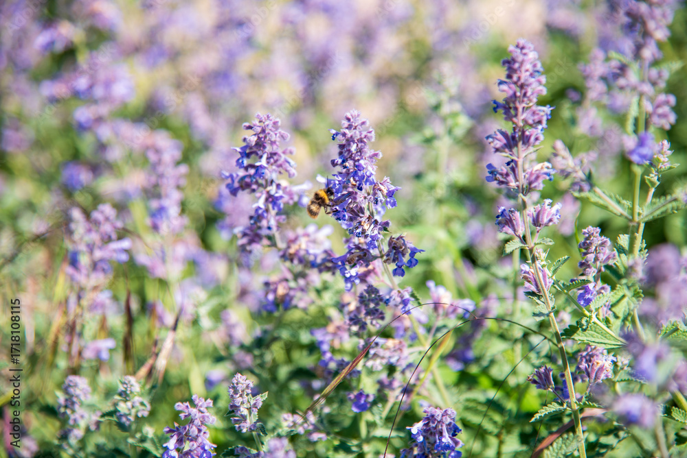 Obraz premium Lavender flowers in the garden