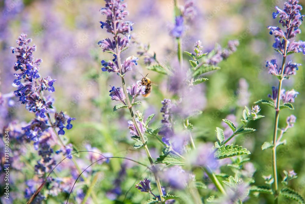 Obraz premium Lavender flowers in the garden