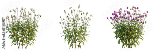 Gomphrena globosa Tree view cutout transparent background